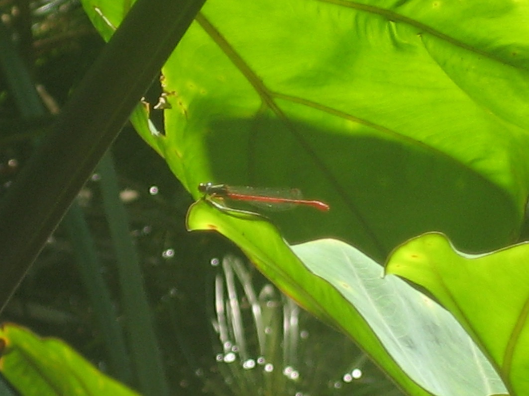 Ceragrion tenellum?